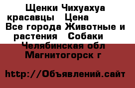 Щенки Чихуахуа красавцы › Цена ­ 9 000 - Все города Животные и растения » Собаки   . Челябинская обл.,Магнитогорск г.